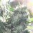 CannaCrone
