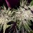 Grower211
