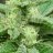 average grow