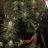 Gingerkush