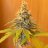 Cannabizz