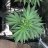 CNDGrow420
