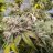 Migrower