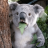 beerbear