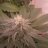 420woods