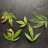 Ladyleaf
