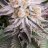 Chemdawg16