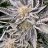 BudTester420