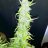JC420BigBud