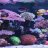 Reefnjunkie