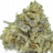 Mystromiller
