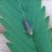 leafhopper