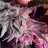 GREEN GURNER