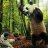AttackPanda