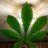 Redace420