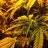DankBuds420