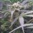 Bigdog420