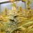 Dope Grower