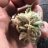 Forestpharms