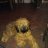 Rudi_prince_Rednose