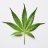 BigBloomingBuds