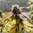 AddUmm420