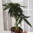 Ganjagreenz