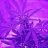 Money_Tree_Cultivating