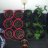 Hippie__Dave74