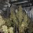 Drstrain