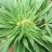 ClassySmoke