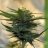 matchstick420