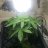 2StOnED