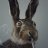 Jackrabbitorganics