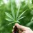 glcultivation