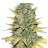 GrowBigBud204