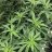 Vanislandgrow