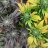 groovygrower