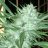 thatbreeder