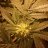 GG.Genetics