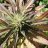 kcgrassroots