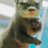 ottersaresmart