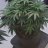 Tony2Leafs