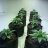 Themattstergrower