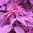 Rhysman420