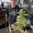 CannaBob215