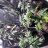 MotherlodeBigBud