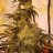 Nordicbuds