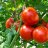 tomatofarmer88