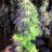 Louie420